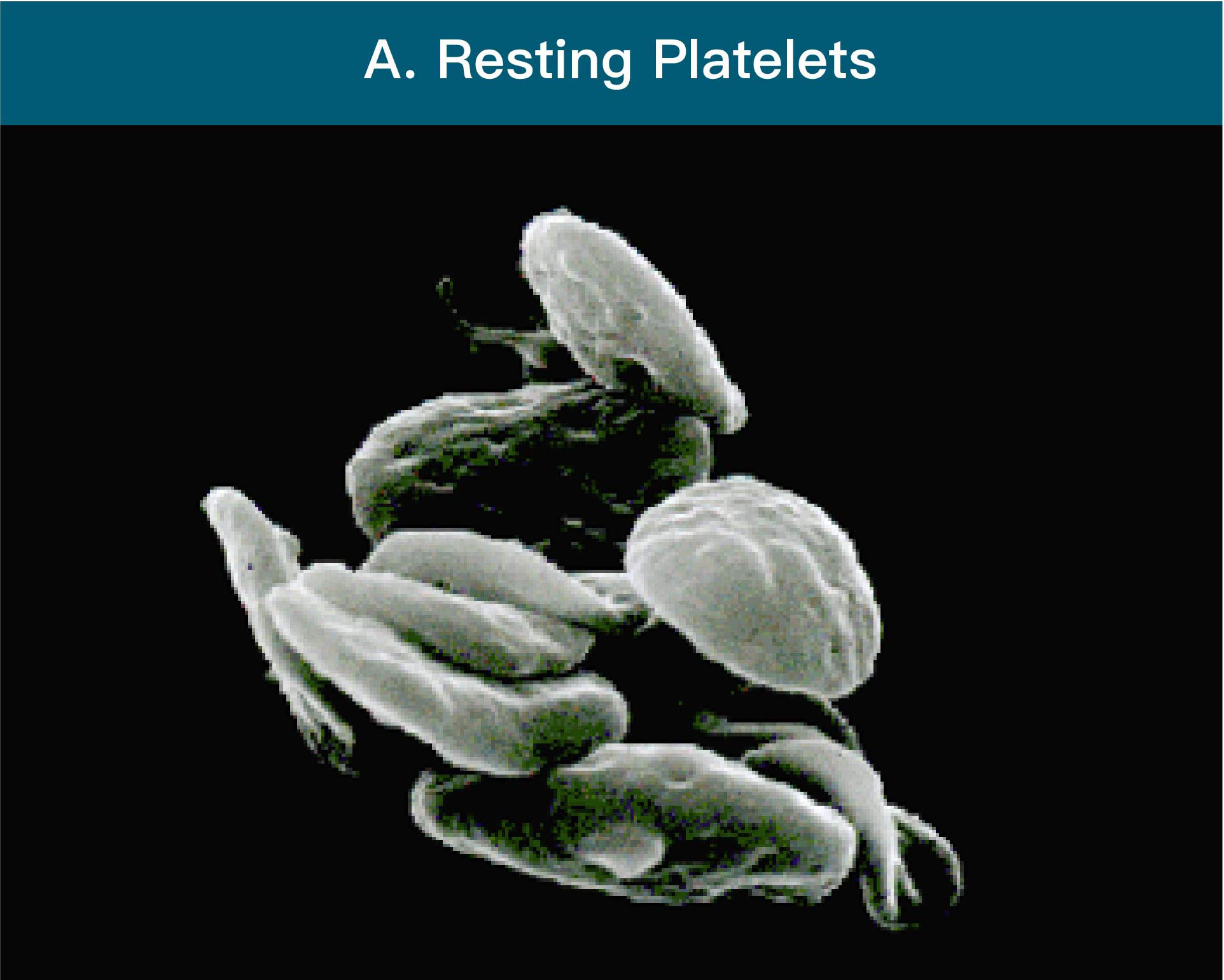A. Resting Platelets